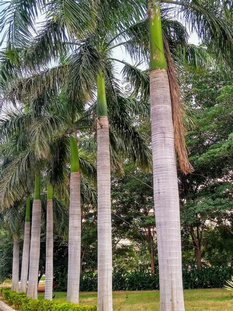 Roystonea Regia Florida Royal Palm 10 Seeds Etsy