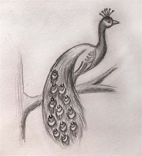 How To Draw A Peacock By Pencil Sketch Step By Step Bird Drawing My