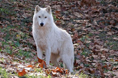 Wolf In Autumn Photograph By Sandy Keeton Fine Art America