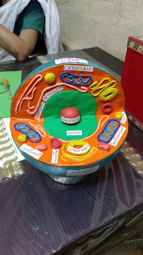 Human Cell Animal Cell Project Cell Model Project Cell Model