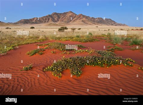 Red Dune In The Namib Desert Namibia Namib Rand Stock Photo Alamy