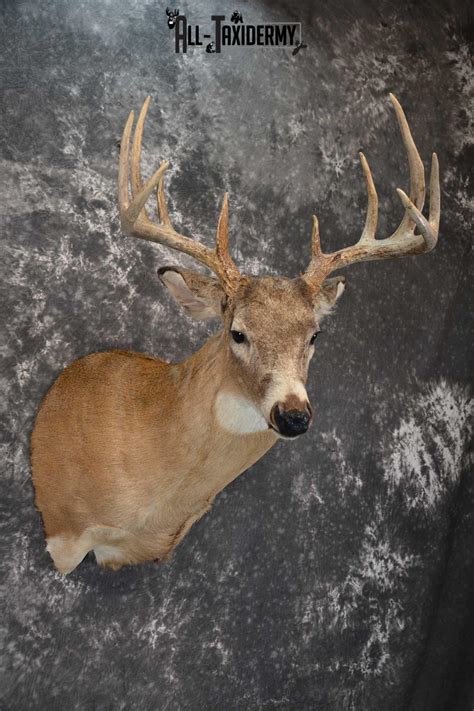 Whitetail Deer Taxidermy Shoulder Mount For Sale Sku 1723 All Taxidermy