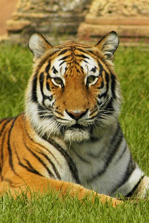 Fileindia Tiger Wikimedia Commons