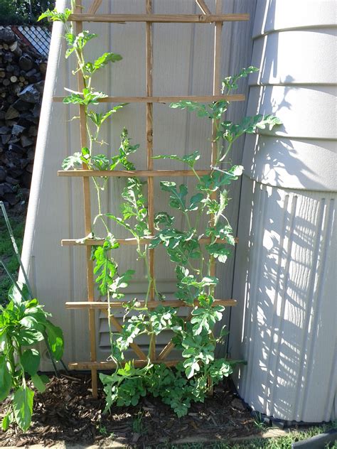 Growing Watermelons Vertically Learning As I Go