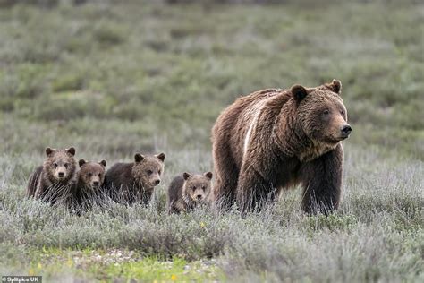 Grizzly Bear ‘super Mom Gives Birth To Her 17th Cub Despite Her Old
