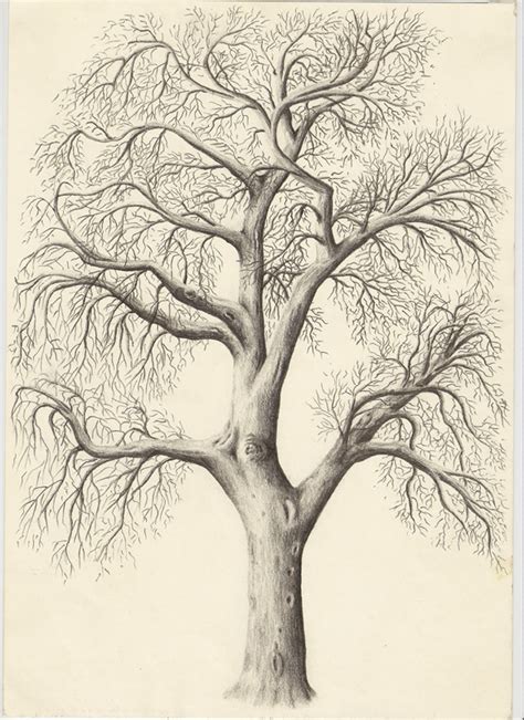 Pencil Drawing Of Tree Of Life At Getdrawings Free Download