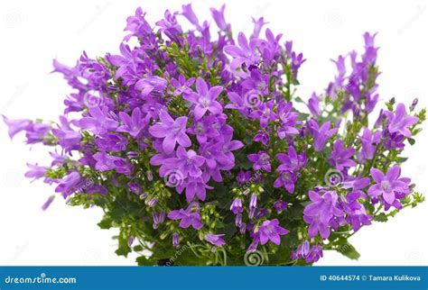 Flowering Wall Bellflower Stock Photo Image Of Muralis 40644574