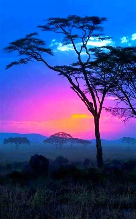 The Nicest Pictures African Savannah Sunset