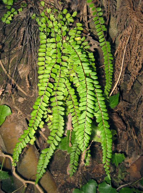 Java fern is a beautiful addition to the freshwater, planted aquarium. Fern plant infusion keeps the doctor away in Medieval ...