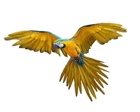 Flying Parrot Transparent Png Png Mart