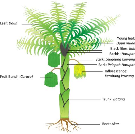 Pohon Aren Taksonomi Morfologi Manfaat And Cara Menanam Enau