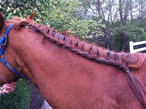 Braiding your hair takes only about two minutes of your time—and the only styling tools you need are a brush and a hair band. 120 Best images about horse braids & tricks on Pinterest ...