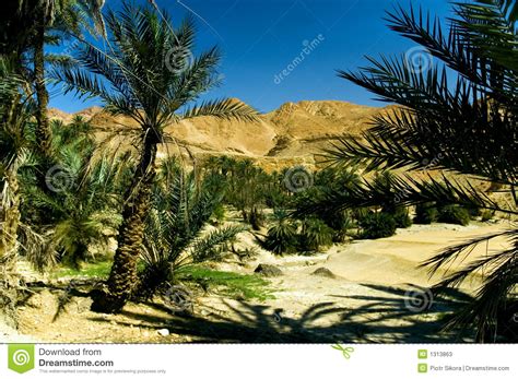 Oasis Palm Trees In The Desert Stock Photos Image 1313863