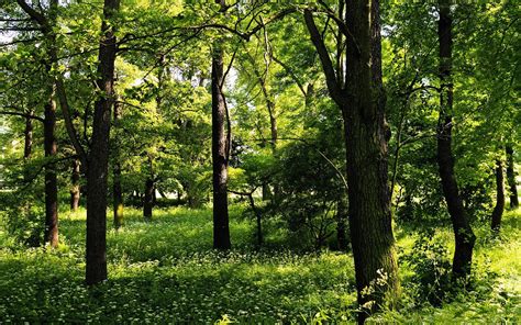 Free photo: Wood landscape - Forest, Green, Hills - Free Download - Jooinn