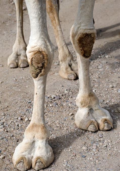 Pies Y Rodillas De Los Camellos Imagen De Archivo Imagen De Animal