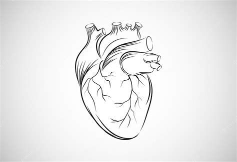 Premium Vector Hand Drawn Line Art Human Heart Vector Illustration