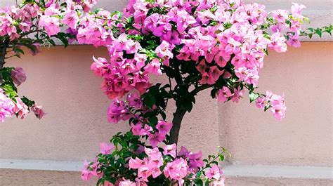 Bougainvillea plants are lovers of sunlight and need full daily exposure in order to thrive. Best Climbing Plants - Burke's Backyard