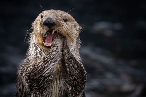 Sea Otter Teeth Are Gross But Really Useful For Scientists Atlas Obscura