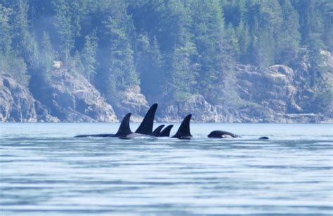 Orca Camp Quathiaski Cove British Columbia Resort Reviews