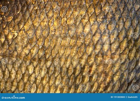 Big Wild Fish Textured Skin Scales View Stock Image Image Of Edible