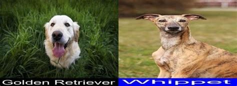 Breed Comparison Golden Retriever Versus Whippet Pupvs