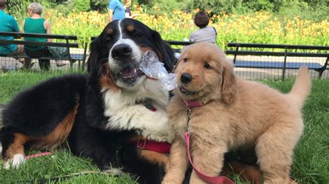 Bernese Mountain Dog And Golden Retriever Puppy Play With Water Bottle