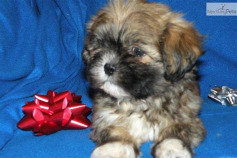 We have many shih tzu puppies for sale! Shih Tzu puppy for sale near Battle Creek, Michigan | ea508be0-df31