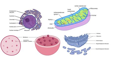 Cell Organelles In Function