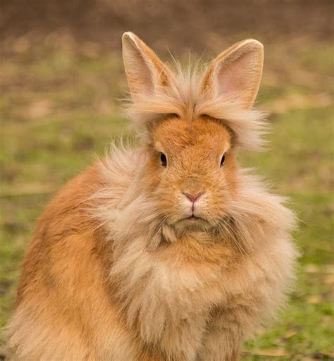 Brown Rabbit The Most Popular Brown Rabbit Breeds