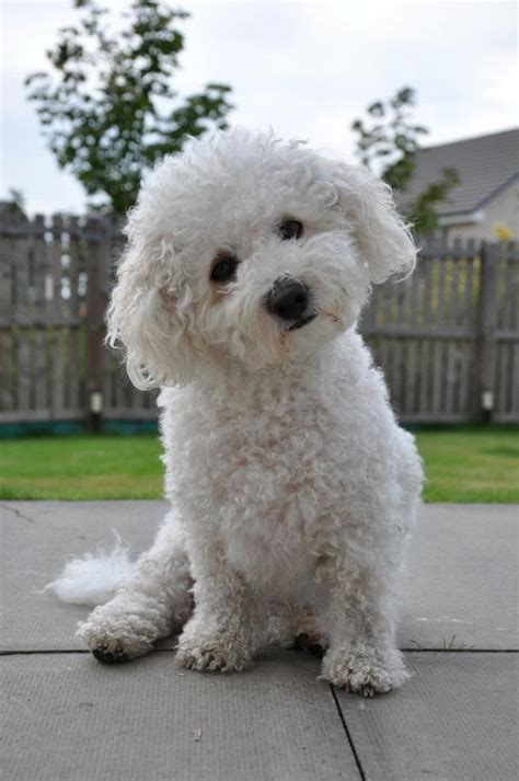 Bichon Frise Henry Cute Cats And Dogs Bichon Dog Cute Dogs