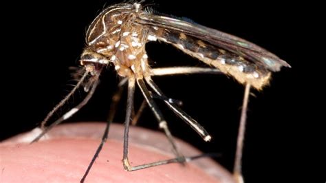 Queensland Mosquitoes Brisbane Moreton Bay And Gold Coast Using