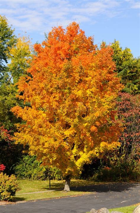 Tree Of A Maple With Autumn Foliage Stock Image Image Of Beauty
