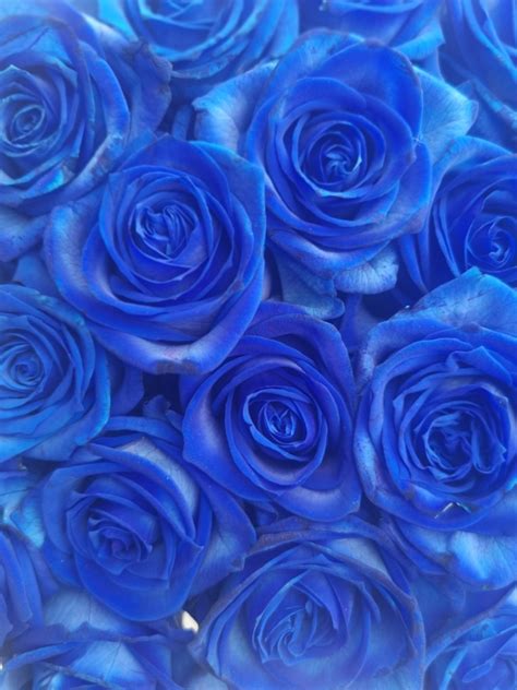 Blue Rose Bouquet Buy Online Or Call 01708 383814