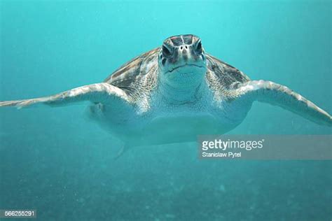 Atlantic Green Sea Turtles Photos And Premium High Res Pictures Getty