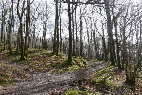 Our Pick 12 Of Scotlands Finest Native Forests Walkhighlands