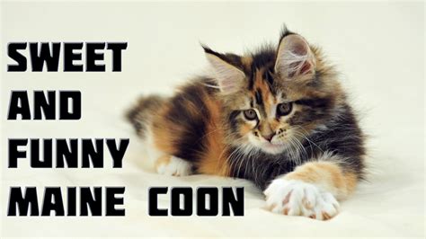 Maine Coon Cat Videos Funny And Sweet Maine Coon Cats