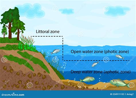Pond Or River Freshwater Zones Diagram With Text For Education Lake