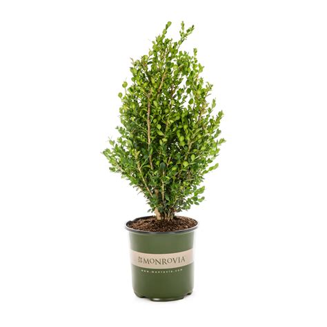 Green Beauty Boxwood Plants Bulbs And Seeds At