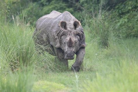 Whats Killing Nepals Rhinos Nexus Newsfeed