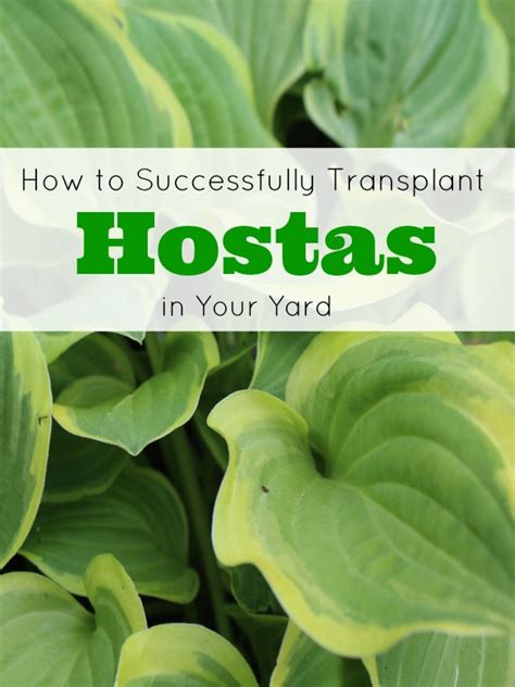How To Successfully Divide And Transplant Hostas In Your Yard