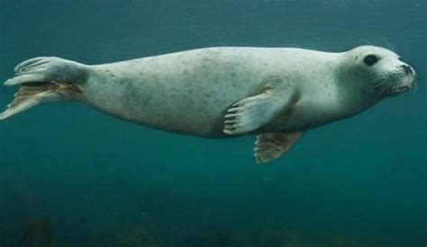 Seal 005 Dolphin Encounters