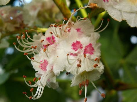 White Chestnut Bach Flower Remedy Rio Hibler Bach Flower