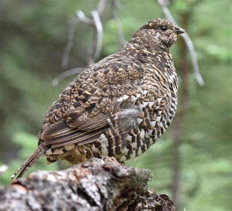 A Spruce Grouse Or A Franklins Grouse At Peyto Lake Alberta Natural