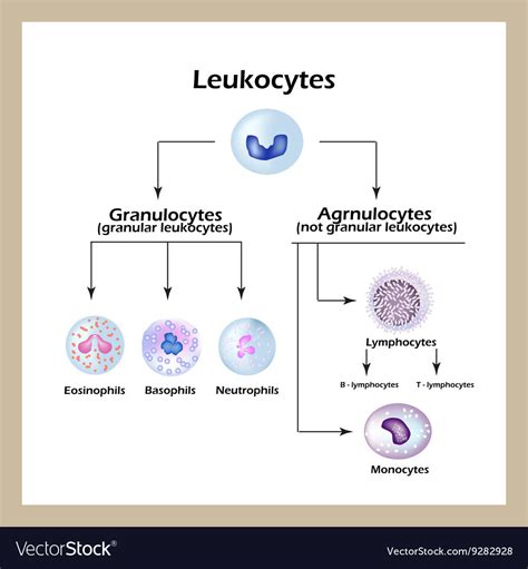 Types White Blood Cells Infographics Royalty Free Vector