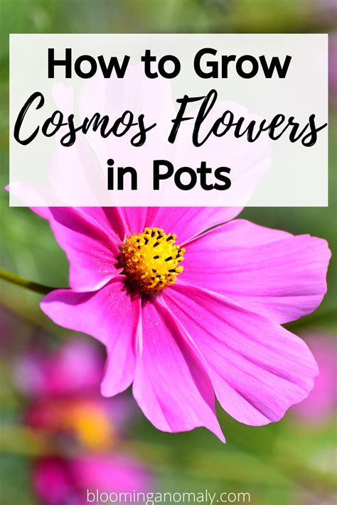How To Grow Cosmos Flowers In Pots Cosmos Flowers Cosmos Plant