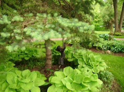 Gardening Under Blue Spruce Trees The Best Plants To Grow