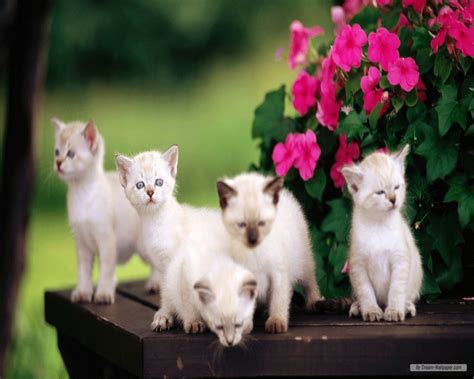 Cat And Kittens Wallpaper 2 Love And Quotes