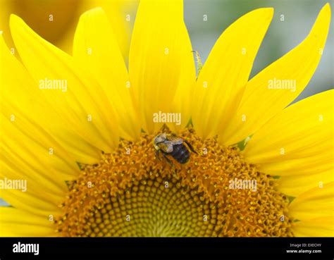 Maryland Usa 12th July 2015 A Bee Lands On A Sunflower At Mckee