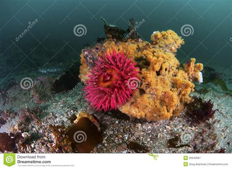 Zeeanemoon stock afbeelding. Afbeelding bestaande uit overzees - 20543087