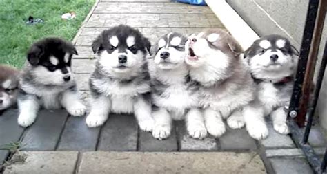 adorable alaskan malamute puppies howl